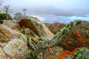 Point Lobos 2-0112.jpg Point Lobos 2-0112.jpg